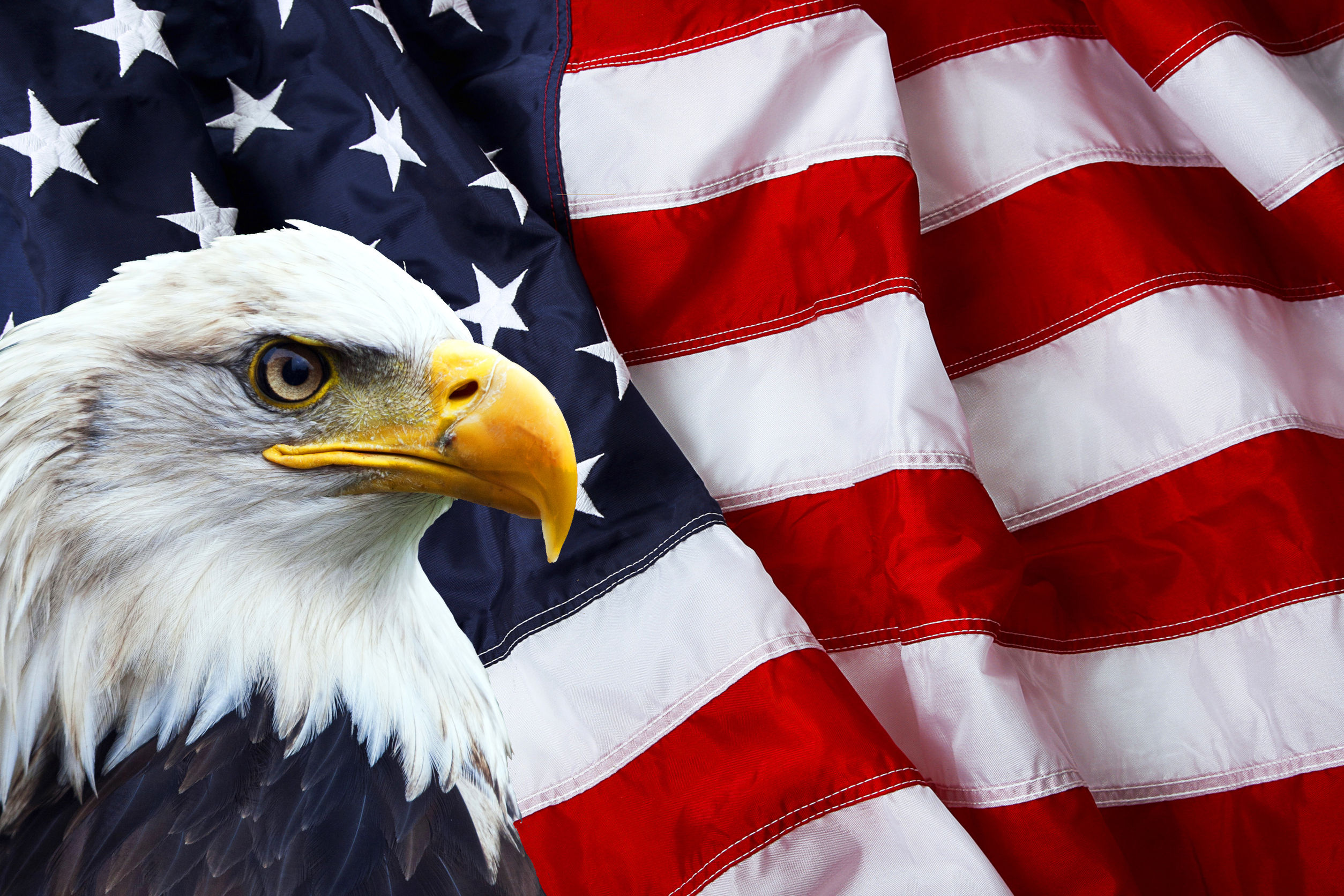 35538201 – north american bald eagle on american flag – Cremation Services